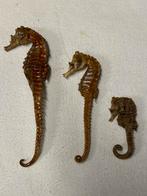 Taxiderma /Zeepaardjes, Ophalen of Verzenden, Gebruikt, Opgezet dier