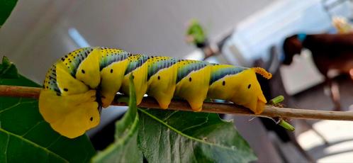 Gezocht, eitjes of poppen van Acherontia atropos, Dieren en Toebehoren, Insecten en Spinnen