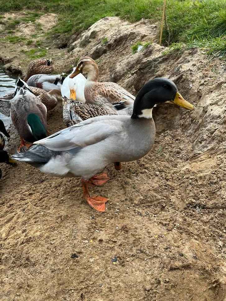 Eendjes, Dieren en Toebehoren, Pluimvee, Eend, Meerdere dieren