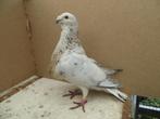 2 Jiennensen  te koop, Meerdere dieren, Kropper
