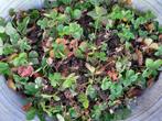 Aardbei plantjes / stekjes: gratis af te halen, Ophalen, Vaste plant, Fruitplanten, Volle zon