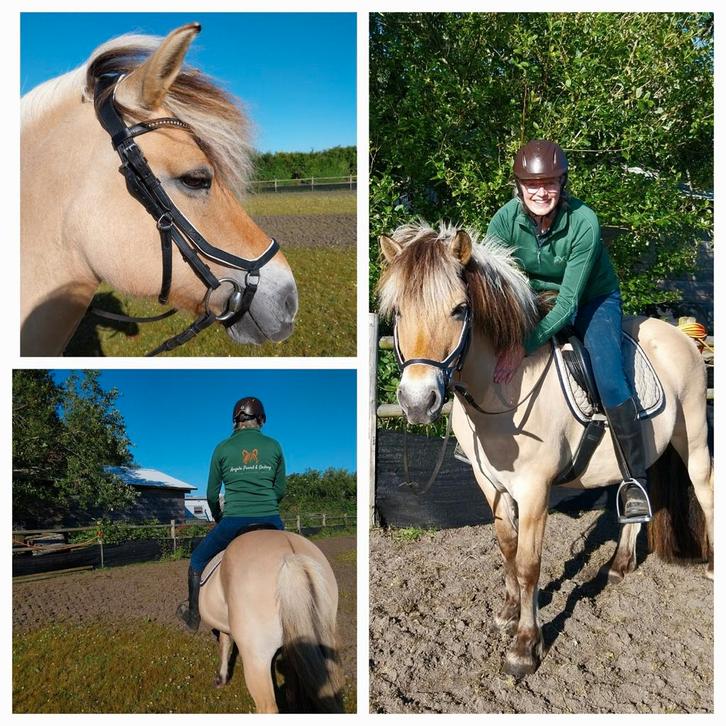 fjord merrie, 14 jr, Dieren en Toebehoren, Pony's, Merrie, Zadelmak, D pony (1.37m tot 1.48m), Recreatiepony, 11 jaar of ouder