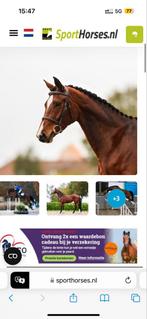 Paard rijles - grondwerk - springen dressuur - kennismaken, Ophalen, Zo goed als nieuw, Dressuur