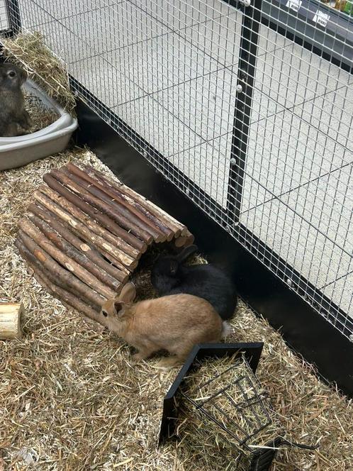 Dwerg konijntjes voedsters, Dieren en Toebehoren, Konijnen, Dwerg, Vrouwelijk, 0 tot 2 jaar