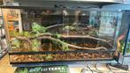 Terrarium compleet Incl. Inrichring 100x40x40, Dieren en Toebehoren, Reptielen en Amfibieën | Toebehoren, Ophalen, Gebruikt, Terrarium of Paludarium