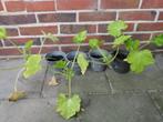 courgette planten, Tuin en Terras, Planten | Tuinplanten, Ophalen, Overige soorten