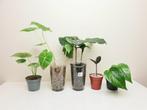 Set baby kamerplantjes, zamioculcas raven, alocasia, Huis en Inrichting, Kamerplanten, Overige soorten, In pot, Minder dan 100 cm