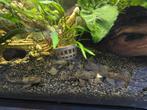 Borstelneus, Dieren en Toebehoren, Vissen | Aquariumvissen, Vis