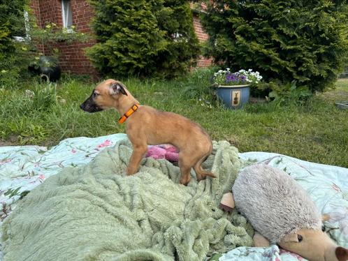 Whippet pups uit liefde geboren - 4 bruine pups beschikbaar, Dieren en Toebehoren, Honden | Windhonden, Meerdere dieren, Whippet