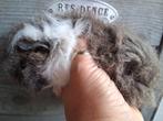 TK lunkarya cavia beertje en zeugje, Dieren en Toebehoren, Knaagdieren, Cavia, Mei, Meerdere dieren, Tam