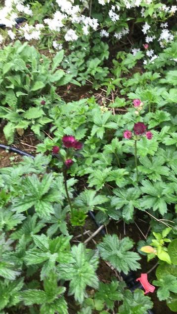 Zeeuws koopje Astrantia major beschikbaar voor biedingen