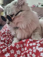 Ragdoll kater, Dieren en Toebehoren, Katten en Kittens | Raskatten | Korthaar, Kater