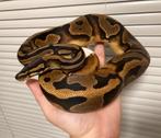 1.0 Pied ball python regius te koop, Dieren en Toebehoren, Slang, Tam, 0 tot 2 jaar
