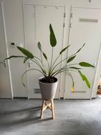 Paradijsvogelplant (Strelitzia nicolai) met of zonder pot, Ophalen, Overige soorten, 150 tot 200 cm, Volle zon
