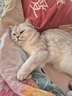 Britse korthaar poes, 1 jaar, Poes, 0 tot 2 jaar