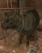 Aberdeen Angus stamboek stierkalf., Dieren en Toebehoren, Mannelijk