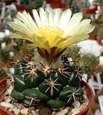 Bloeiende Cactus - Vaste Plant- coryphantha elephantidens, Tuin en Terras, Planten | Tuinplanten, Overige soorten, Volle zon, Vaste plant