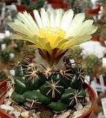 Bloeiende Cactus - Vaste Plant- coryphantha elephantidens, Tuin en Terras, Planten | Tuinplanten, Vaste plant, Overige soorten