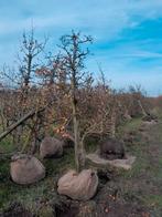 Gieser wildeman bomen, Ophalen
