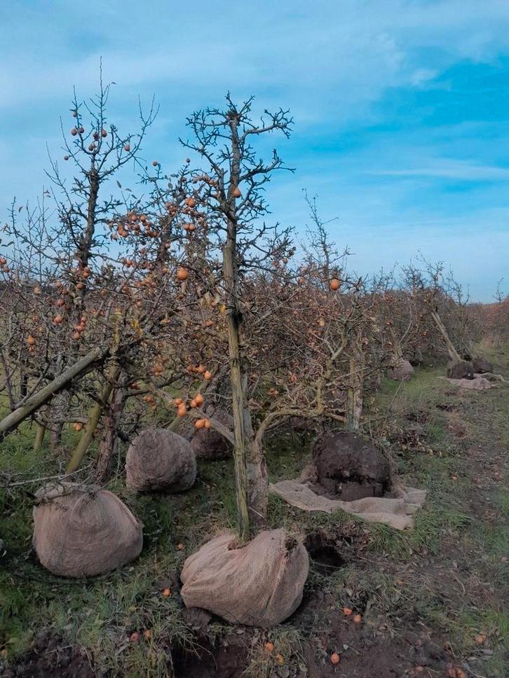 Gieser wildeman bomen, Tuin en Terras, Planten | Bomen, Ophalen