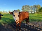 Blaarkop stier, Dieren en Toebehoren
