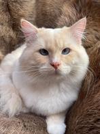 Ragdoll dekkater met dekkingsgarantie.