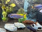 DIV vissen 6 Malawi’s 2 plecos 2x ancistrus bruin, Dieren en Toebehoren, Vissen | Aquariumvissen, Vis