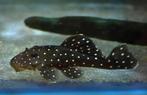 L-Nummers: L030 Spectracanthicus punctatissimus, Vis, Zoetwatervis