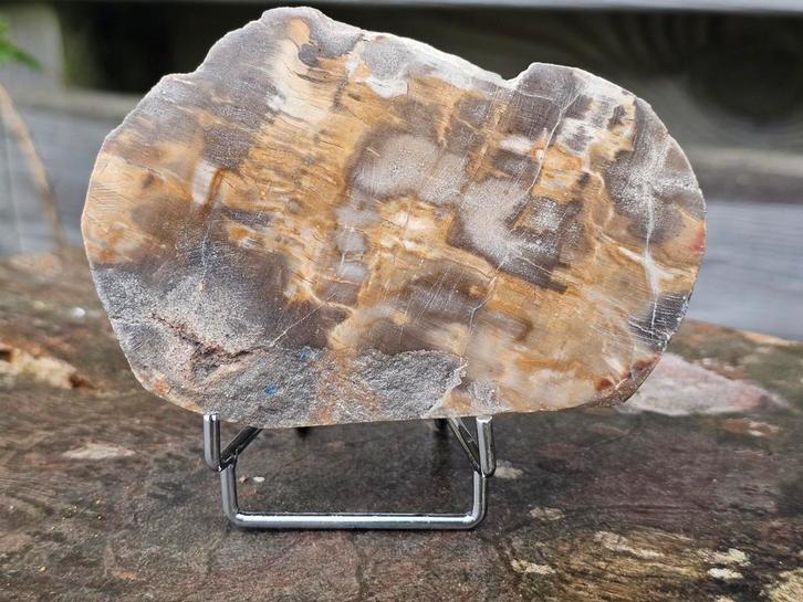 Versteend hout schijf 249 gram, Verzamelen, Mineralen en Fossielen, Ophalen of Verzenden