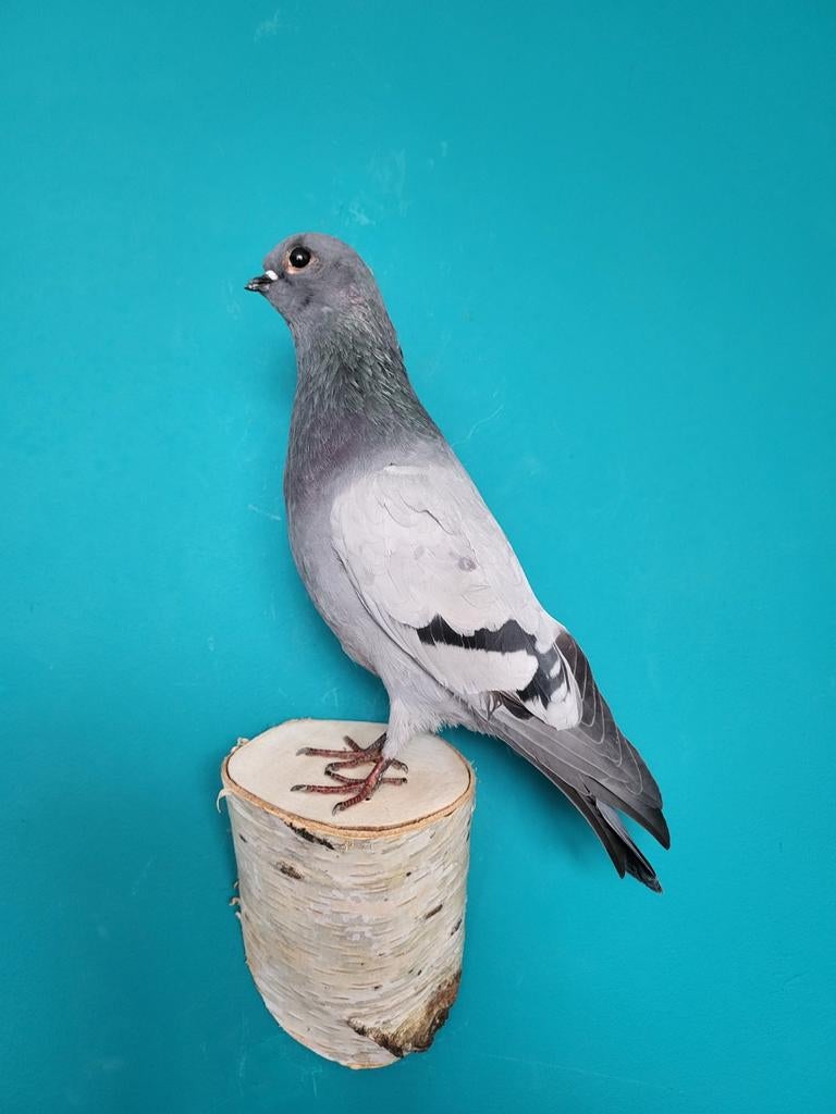 Een prachtige opgezette duif om op te hangen!, Ophalen of Verzenden, Nieuw, Vogel, Opgezet dier