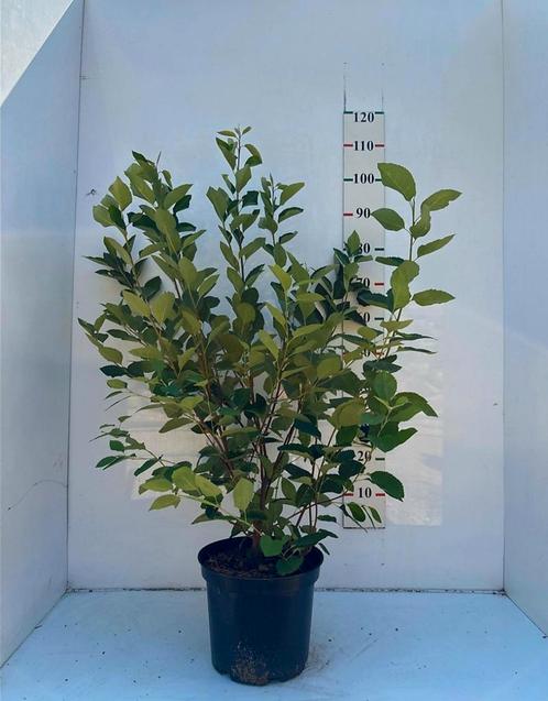 Amelanchier Lamarckii 🌿(krentenboom) ️meerstam️🌳, Tuin en Terras, Planten | Struiken en Hagen, Overige soorten, Ophalen