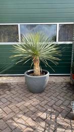 Yucca rostrata met pot nu  €267,50, Ophalen, Overige soorten, Volle zon