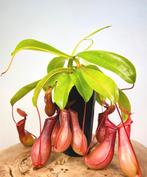 Nepenthes bekerplant Alata stekjes, Huis en Inrichting, Kamerplanten, Ophalen of Verzenden, Overige soorten, Minder dan 100 cm