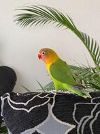 Dwergpapegaai Agapornis Eventueel met kooi, Meerdere dieren, Dwergpapegaai of Agapornis, Tam