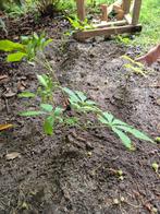 kastanjeboom stekjes, Tuin en Terras, Planten | Struiken en Hagen, Ophalen, Overige soorten