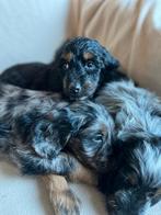 Cockapoo puppy’s, CDV (hondenziekte), 8 tot 15 weken, Meerdere, Meerdere dieren