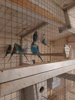nog 13 parkieten, Meerdere dieren, Parkiet