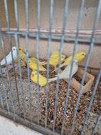Jongen grasparkieten, Dieren en Toebehoren, Vogels | Parkieten en Papegaaien, Meerdere dieren, Parkiet