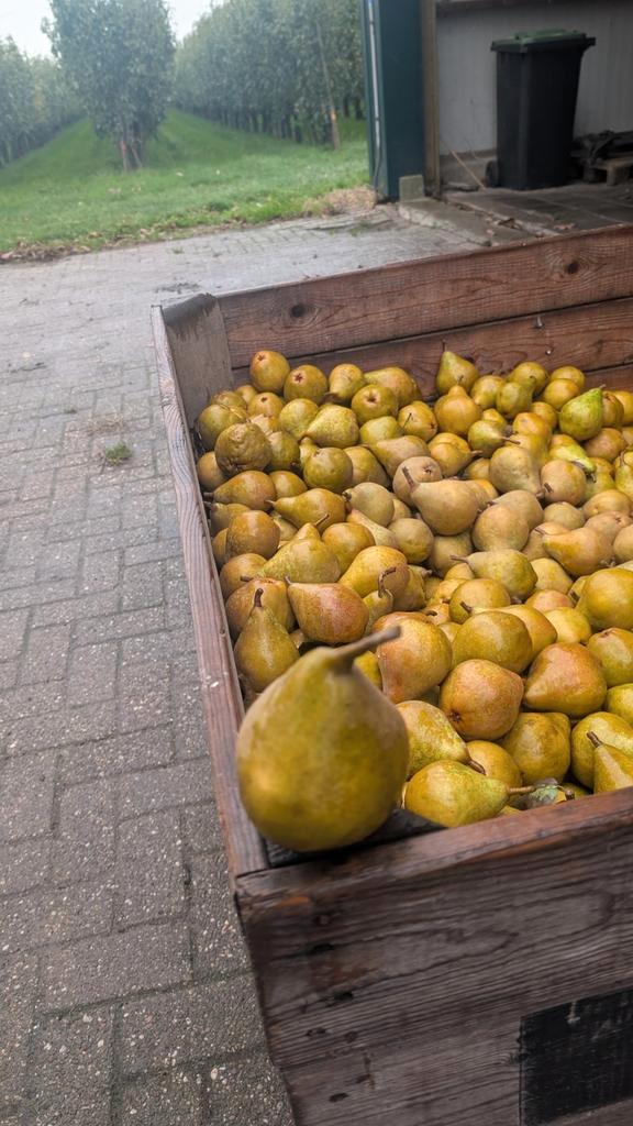 Stoofperen Giessen Wildeman - Maat 60mm+, Zakelijke goederen, Agrarisch | Aardappelen, Groenten, Fruit en Vlees, Ophalen