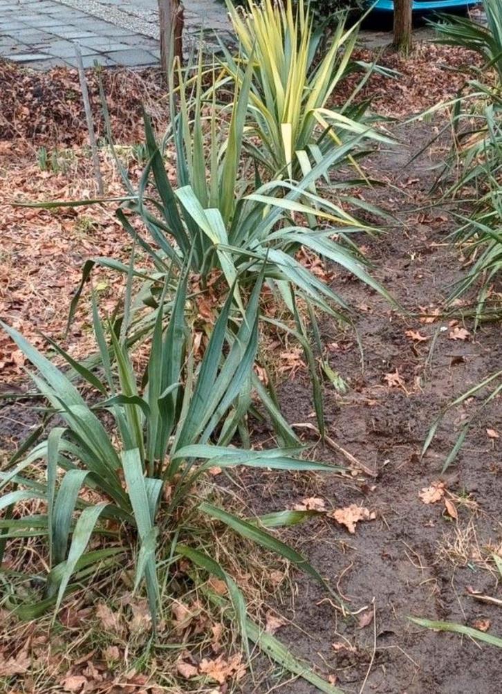Palmlelie  - tot 80cm ,  Yucca Filamentosa, Tuin en Terras, Planten | Tuinplanten, Vaste plant, Overige soorten, Volle zon, Herfst