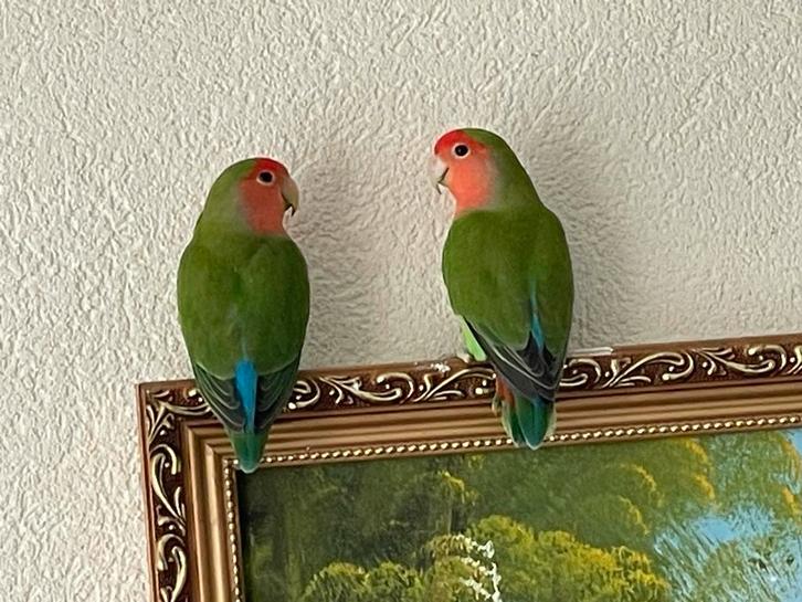 Agapornis Dwergpapegaai Fischerie Roseicolle Personata, Dieren en Toebehoren, Vogels | Parkieten en Papegaaien, Dwergpapegaai of Agapornis