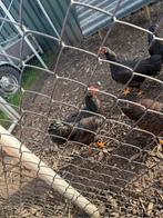 Dubbelgezoomde barnevelders hanen, Dieren en Toebehoren, Pluimvee, Mannelijk, Kip