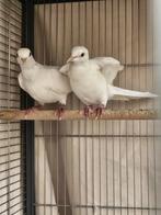 Twee witte tortelduiven, Dieren en Toebehoren, Ophalen