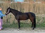E pony te koop, Dieren en Toebehoren, Pony's, Met stamboom, Zadelmak, 3 tot 6 jaar, Tuigpony