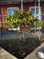 Rhododendron meerstamig (paars kleurig), Tuin en Terras, Planten | Bomen, Ophalen of Verzenden, Lente, Halfschaduw, Overige soorten