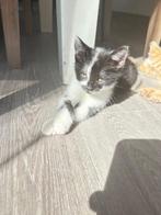 Kitten, Poes, Ontwormd, 0 tot 2 jaar