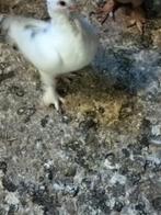 Mooie Duiv, Dieren en Toebehoren, Pluimvee, Meerdere dieren, Kip