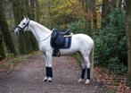 Sproet, 8 jarige veelzijdige Appaloosa D pony, Dieren en Toebehoren, Pony's, Merrie