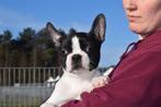 Boston terrier pup laatste uit nestje, Dieren en Toebehoren, Honden | Jack Russells en Terriërs, 15 weken tot 1 jaar, Buitenland