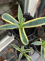 Agave blont, Ophalen, Bloeit niet, Overige soorten, Volle zon